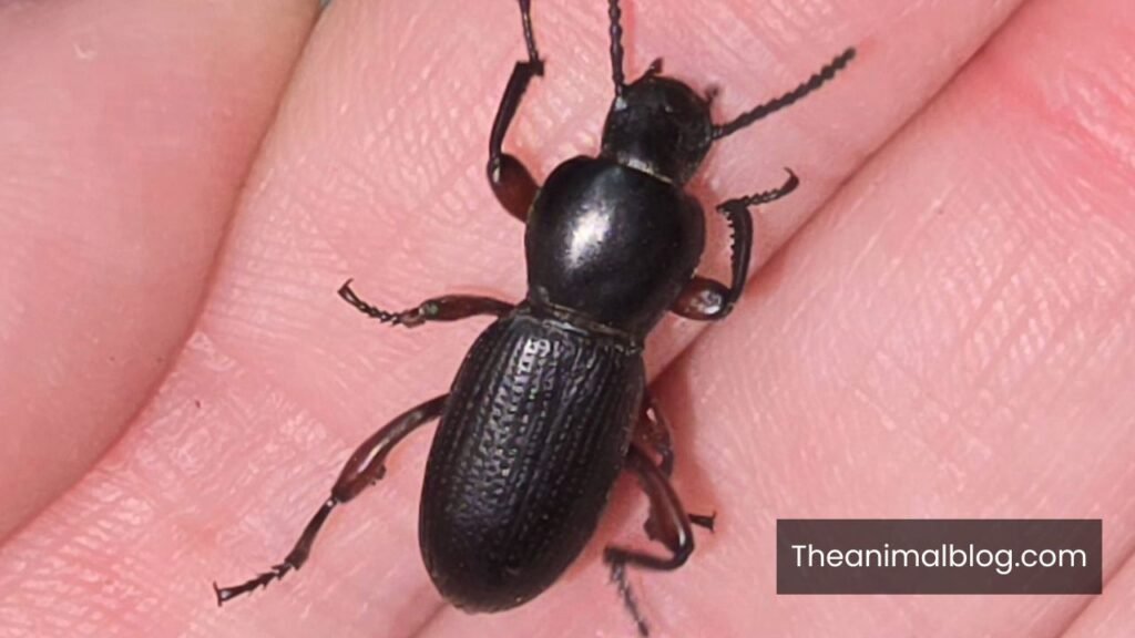 black beetle dream meaning
