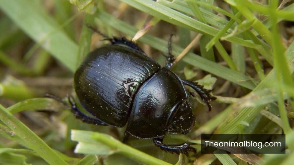 black beetle meaning