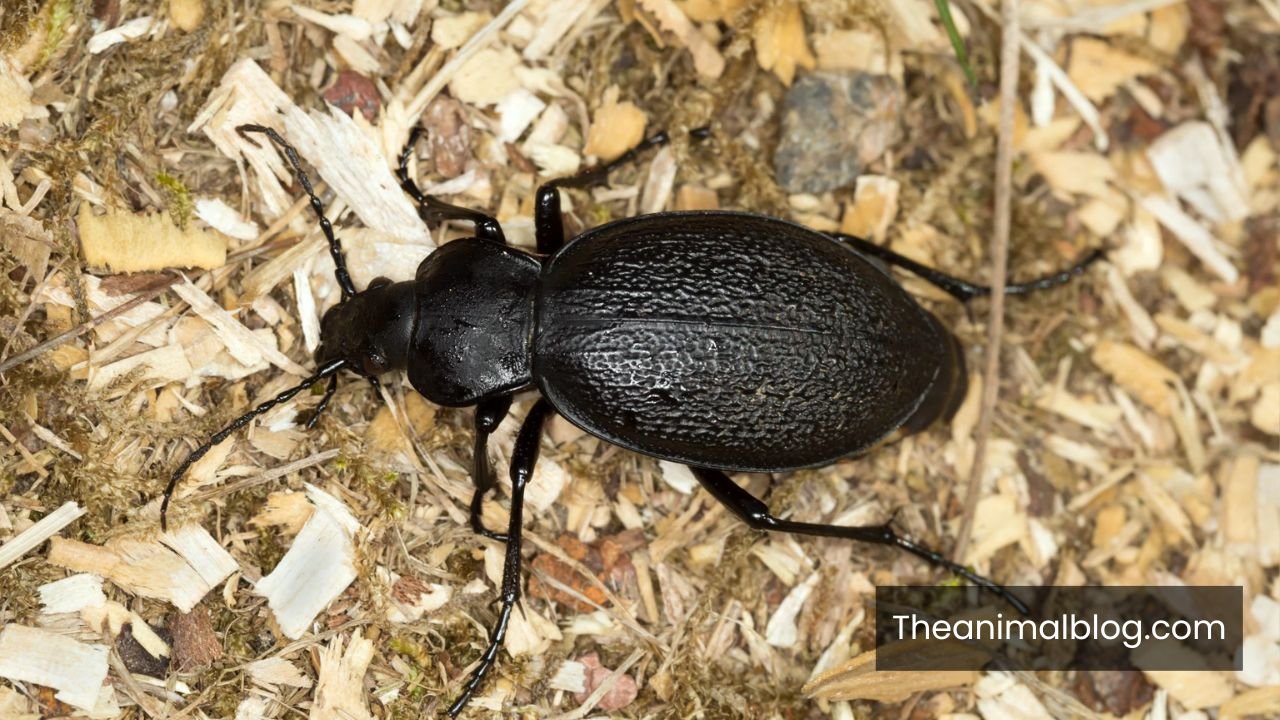 black beetle spiritual meaning