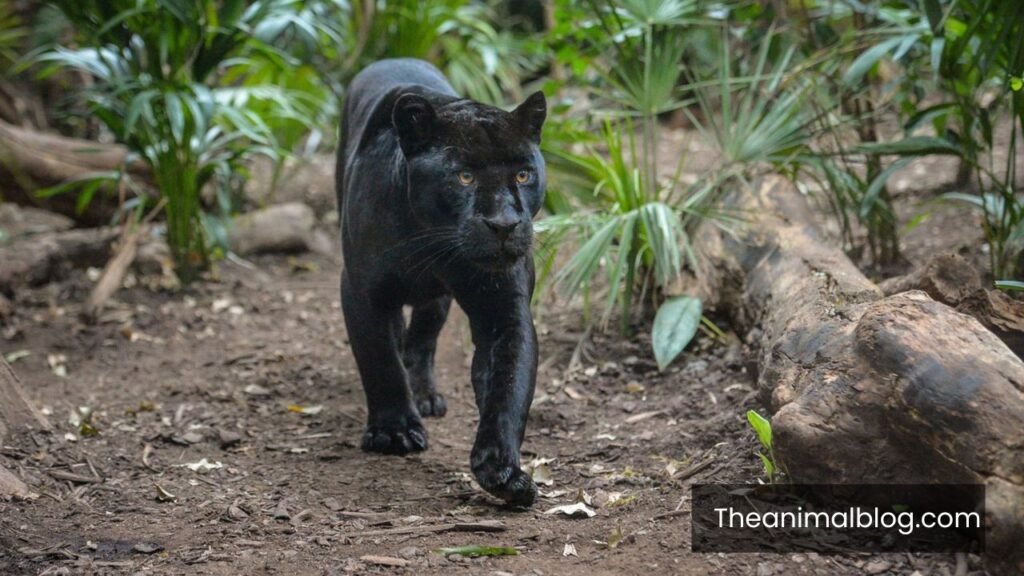 black panther meaning spiritual