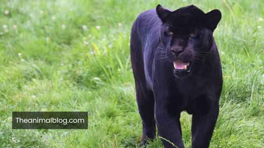 black panther symbol meaning