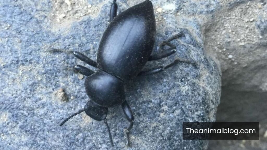 black scarab beetle spiritual meaning