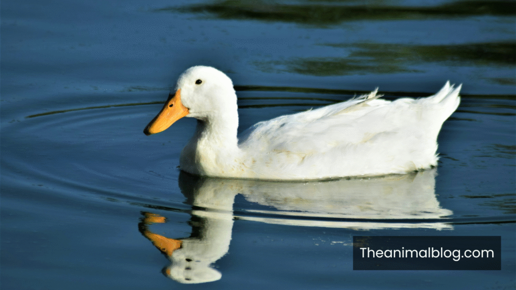 duck meaning spiritual