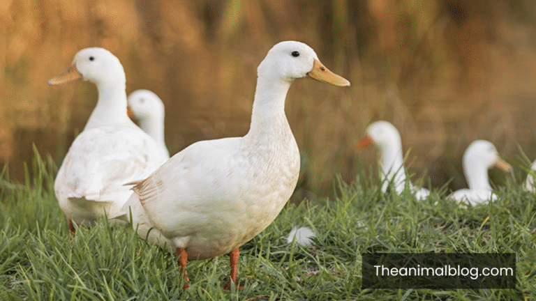 Spiritual Meaning of Seeing a Duck