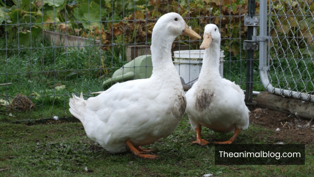 spiritual meaning of duck crossing your path