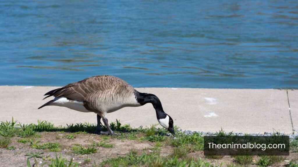 canada goose vs geese