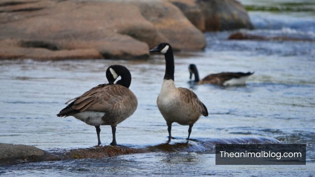waddling animals