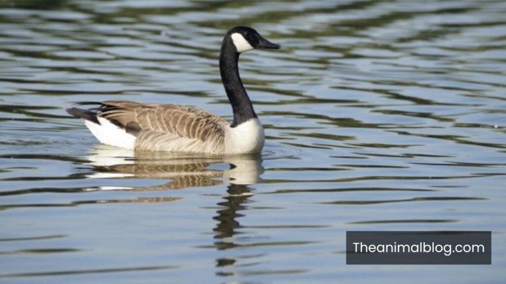 goose vs geese band