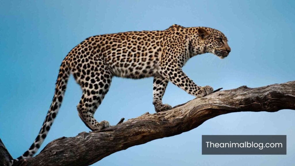 sneak animal