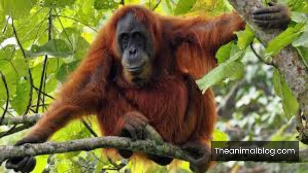 top 10 most anxious animals