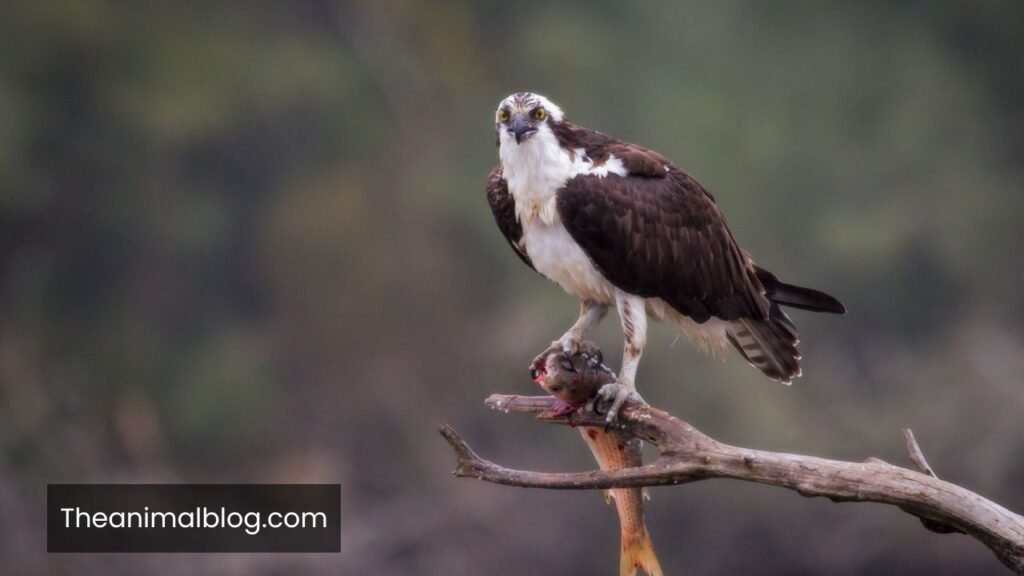osprey spiritual meaning