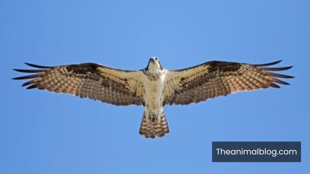 osprey bird symbolism