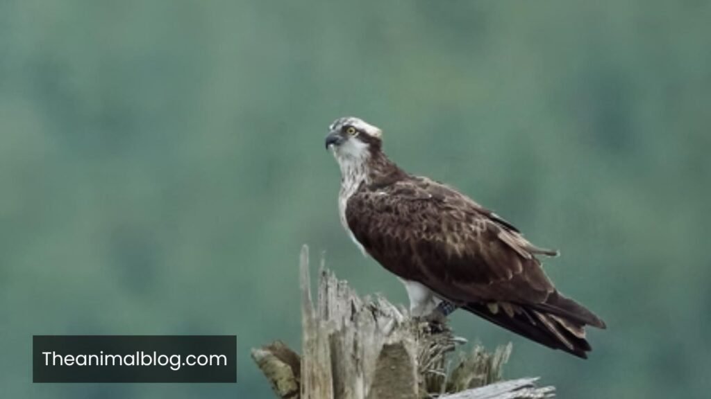 osprey symbolism