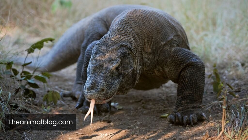 most patient animals on earth