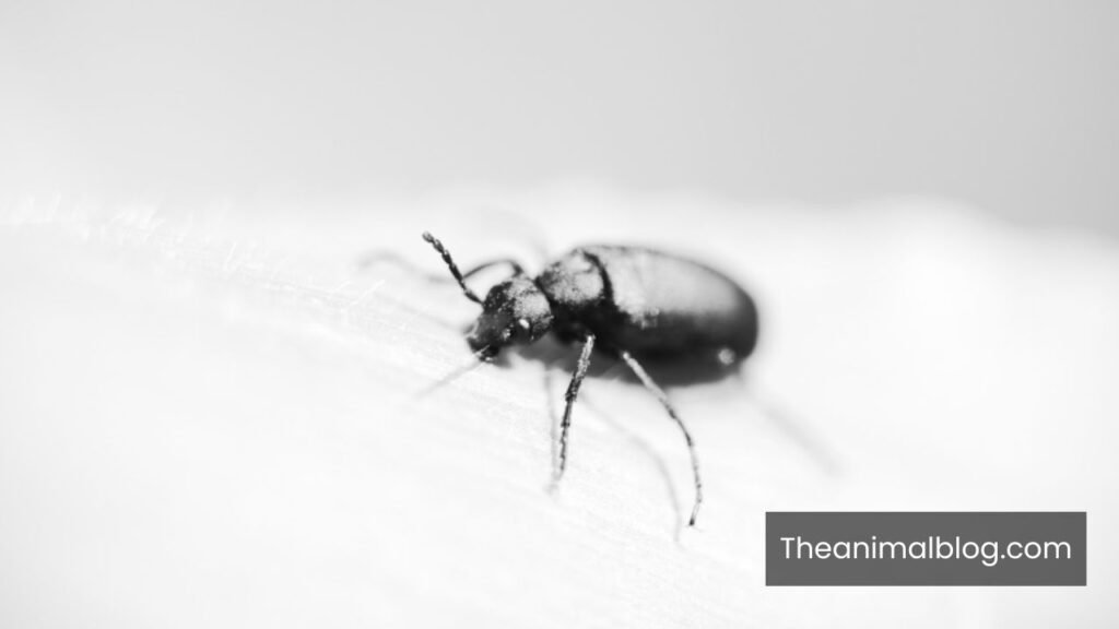 spiritual meaning of a black beetle