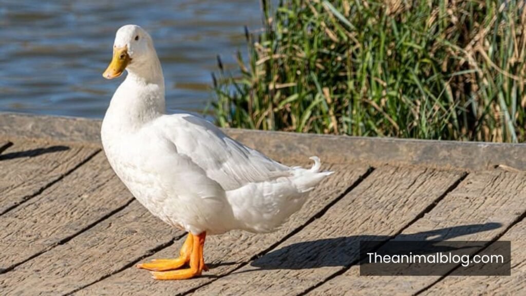 spiritual meaning of duck