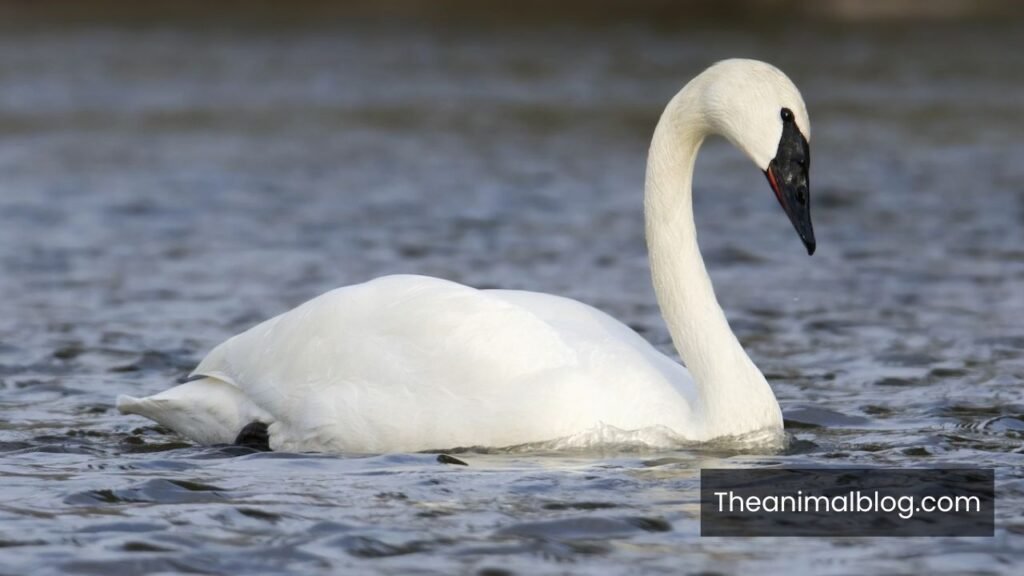 animals that move by waddling