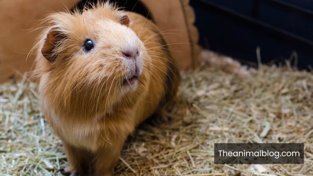 animal whistles