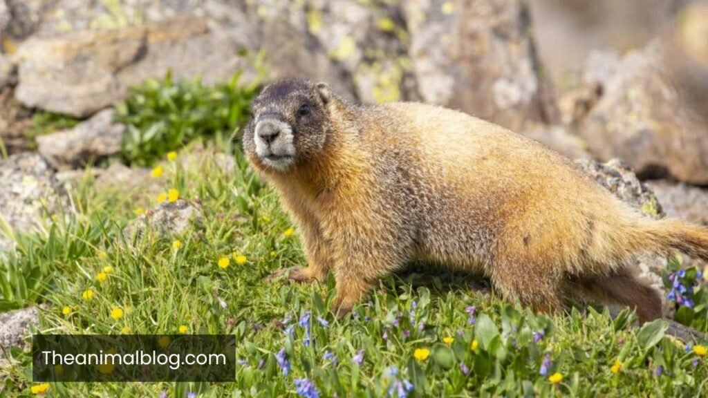 what animal whistles