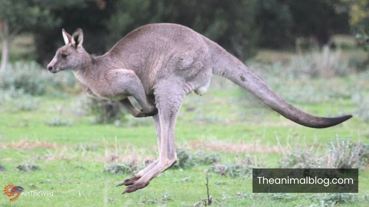 most energetic animals