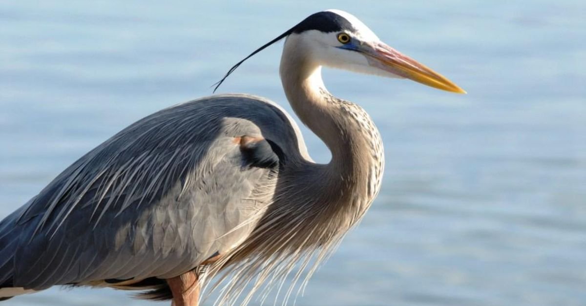 Great Blue Heron Fun Facts