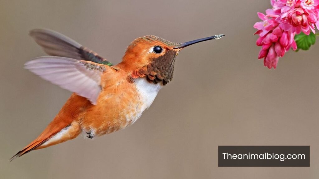very energetic animal