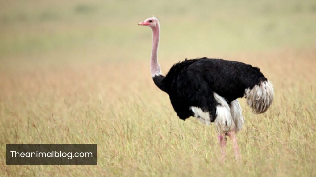 what's the dumbest animal