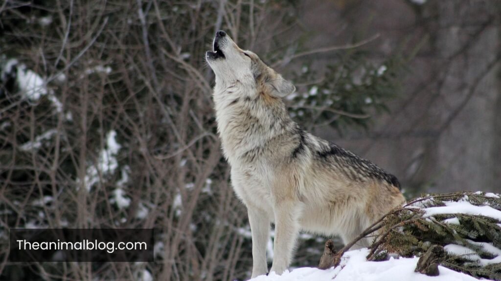 can wolves purr