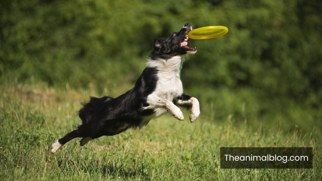 animals with a lot of energy