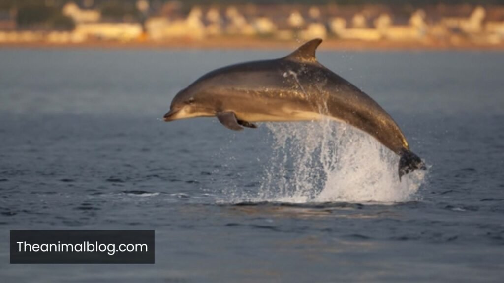 most energetic animal in the world