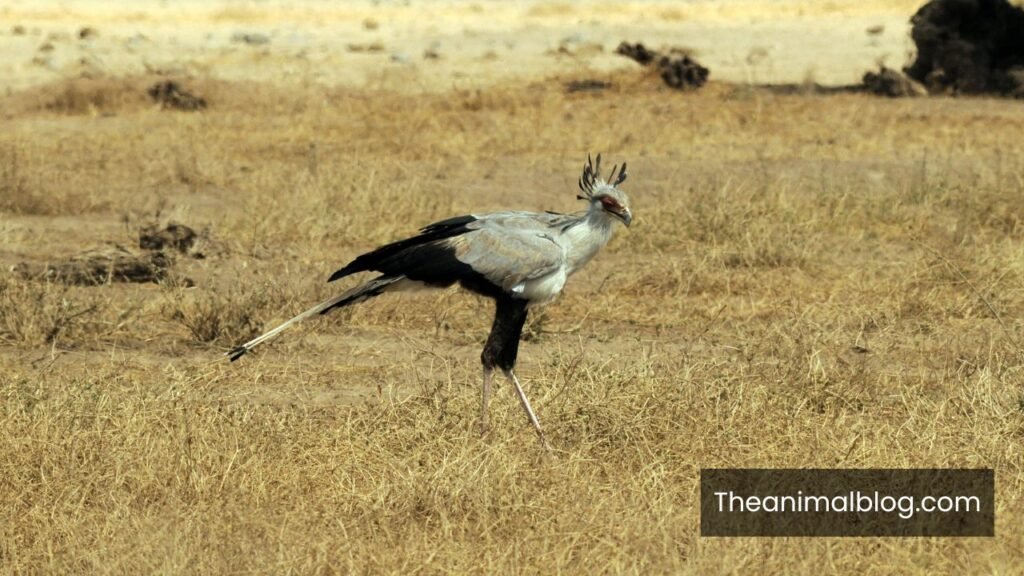 what is the dumbest animal