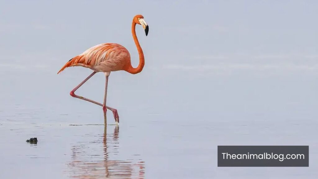 stupid animals