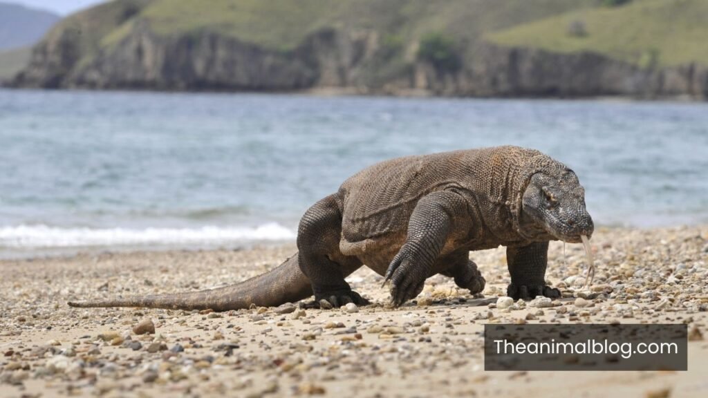 dumbest animal in the world