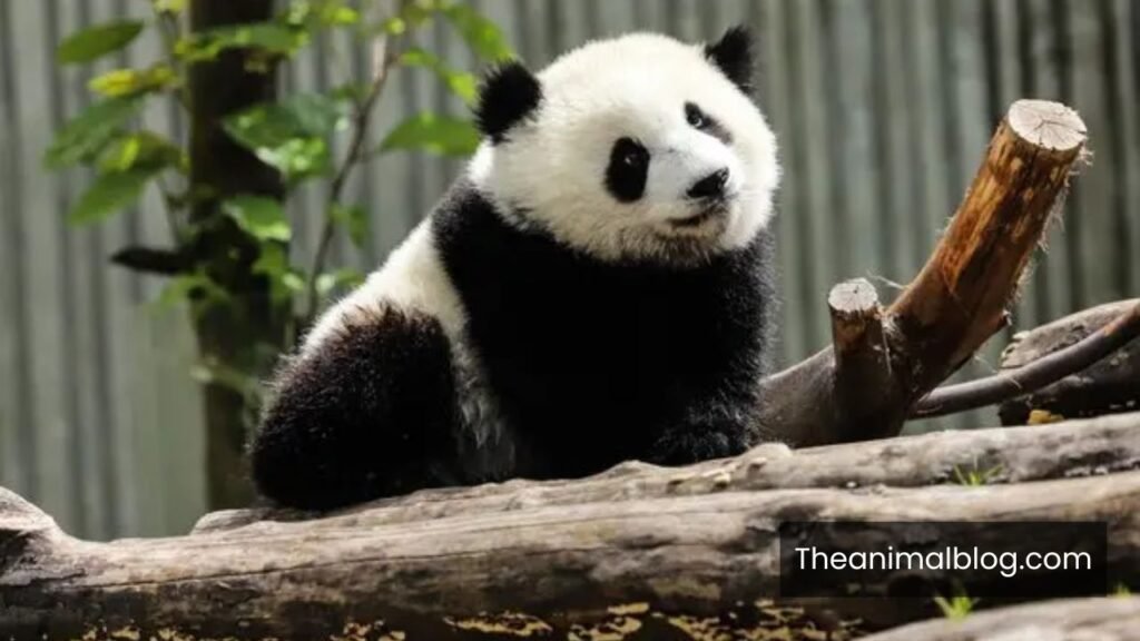 animals with the lowest IQ