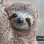 what animals have low iq