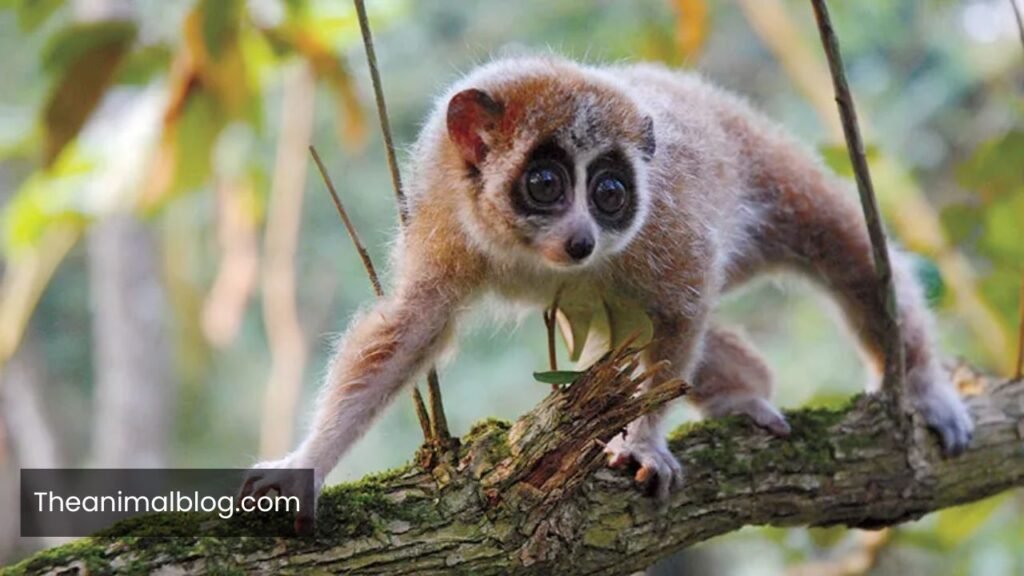 dumbest animal