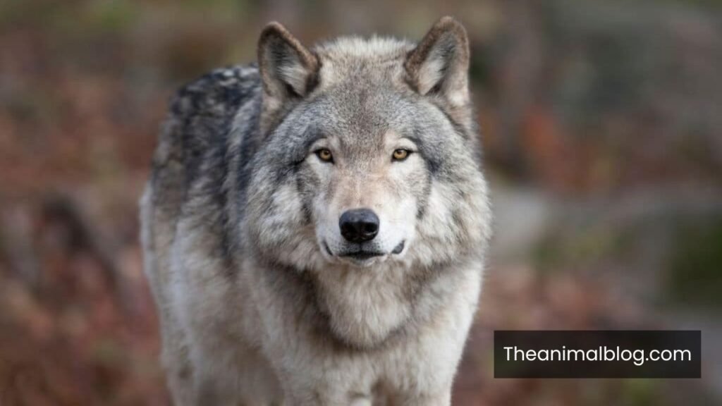 can wolves purr like cats
