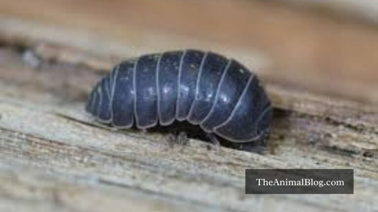 roly poly spiritual meaning