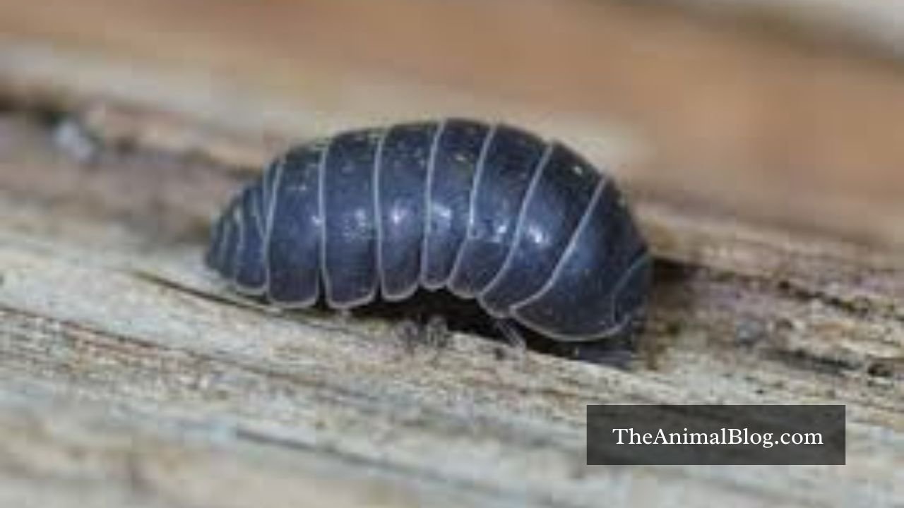 roly poly spiritual meaning