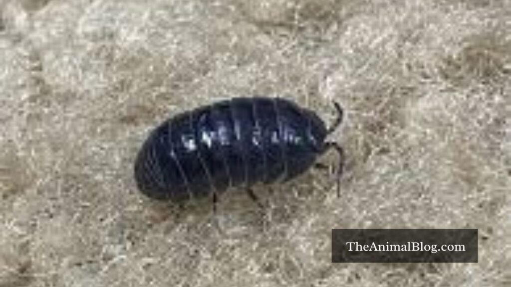 rollie pollie spiritual meaning