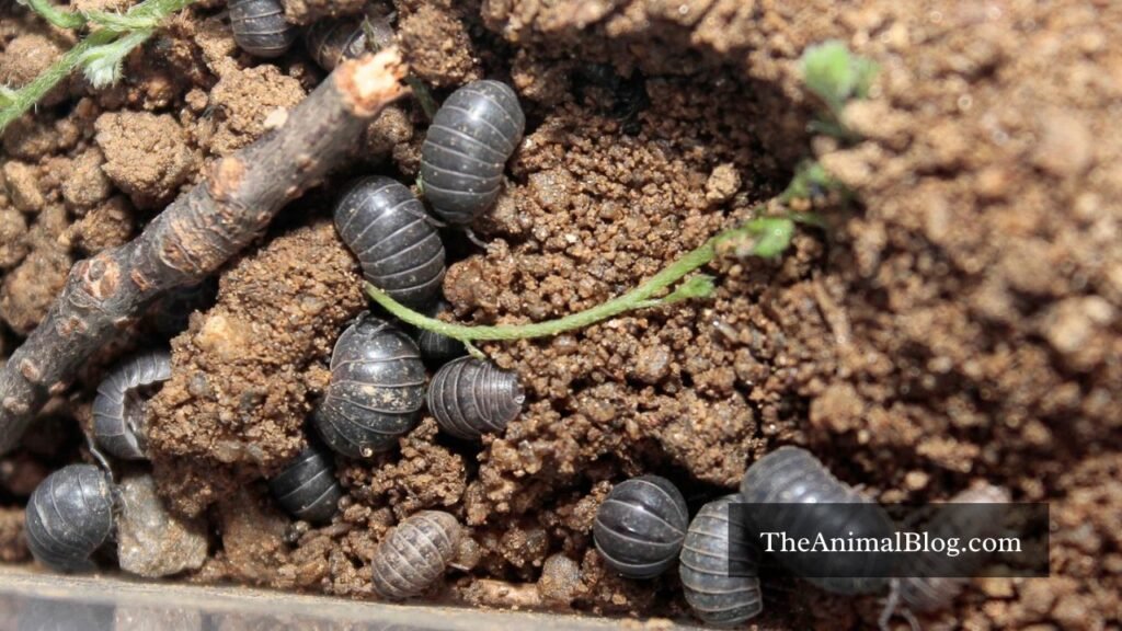 spiritual meaning of roly poly bugs