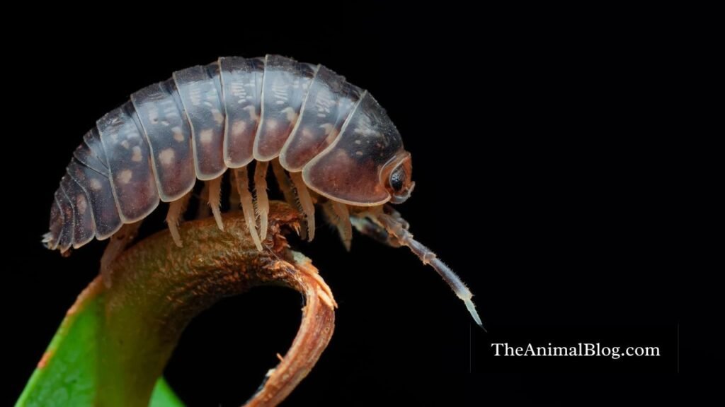 spiritual meaning of rollie pollie