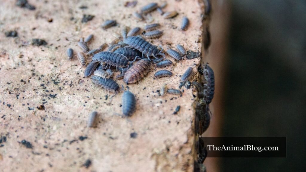 pill bug spiritual meaning